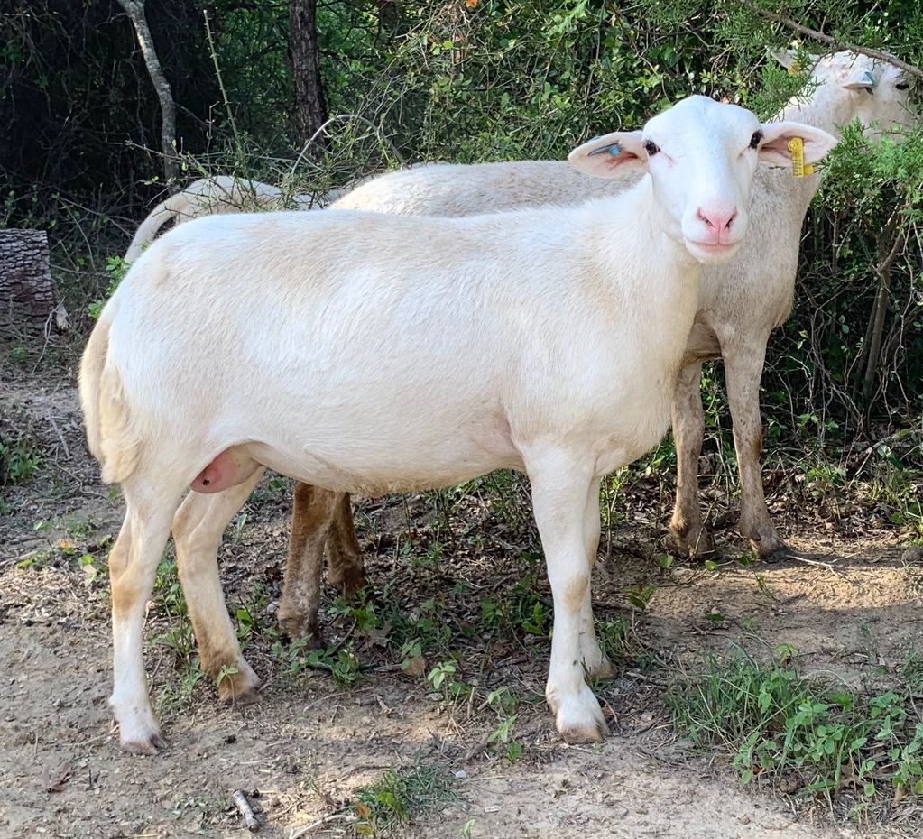 Katahdin ewe NWT 19082, at BTX Bluestem Farm, has great parasite resistance and balanced traits. DFW