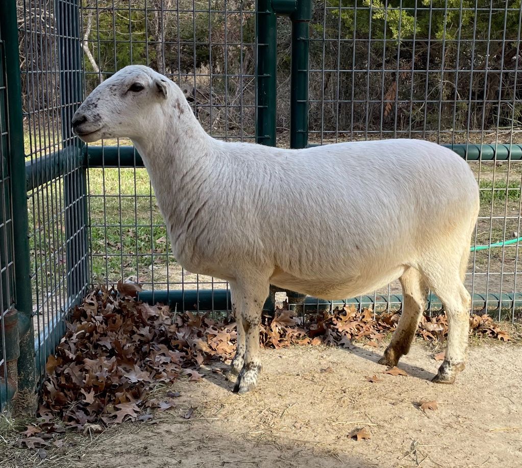 Katahdin ewe registered sheep Bluestem Farm Weatherford, TX parasite resistant
good milk/mothering
