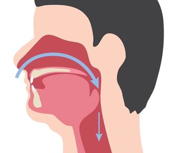 Illustration of airflow through the respiratory tract.