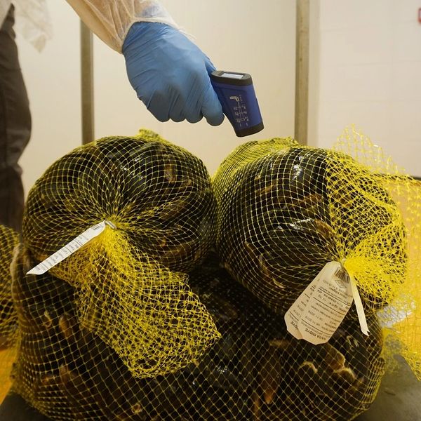 Stuffed mussels midye dolma بلح البحر المحشي temperature control for receiving procedure