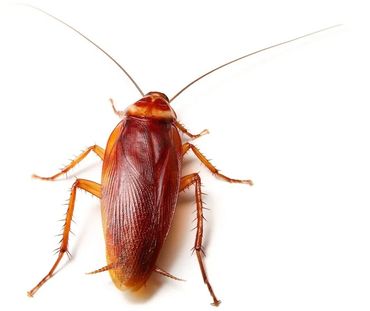 Cockroach