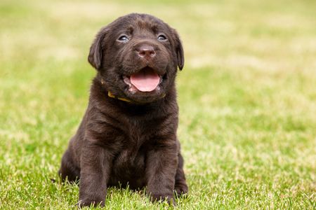 Puppy Care includes Potty Training!