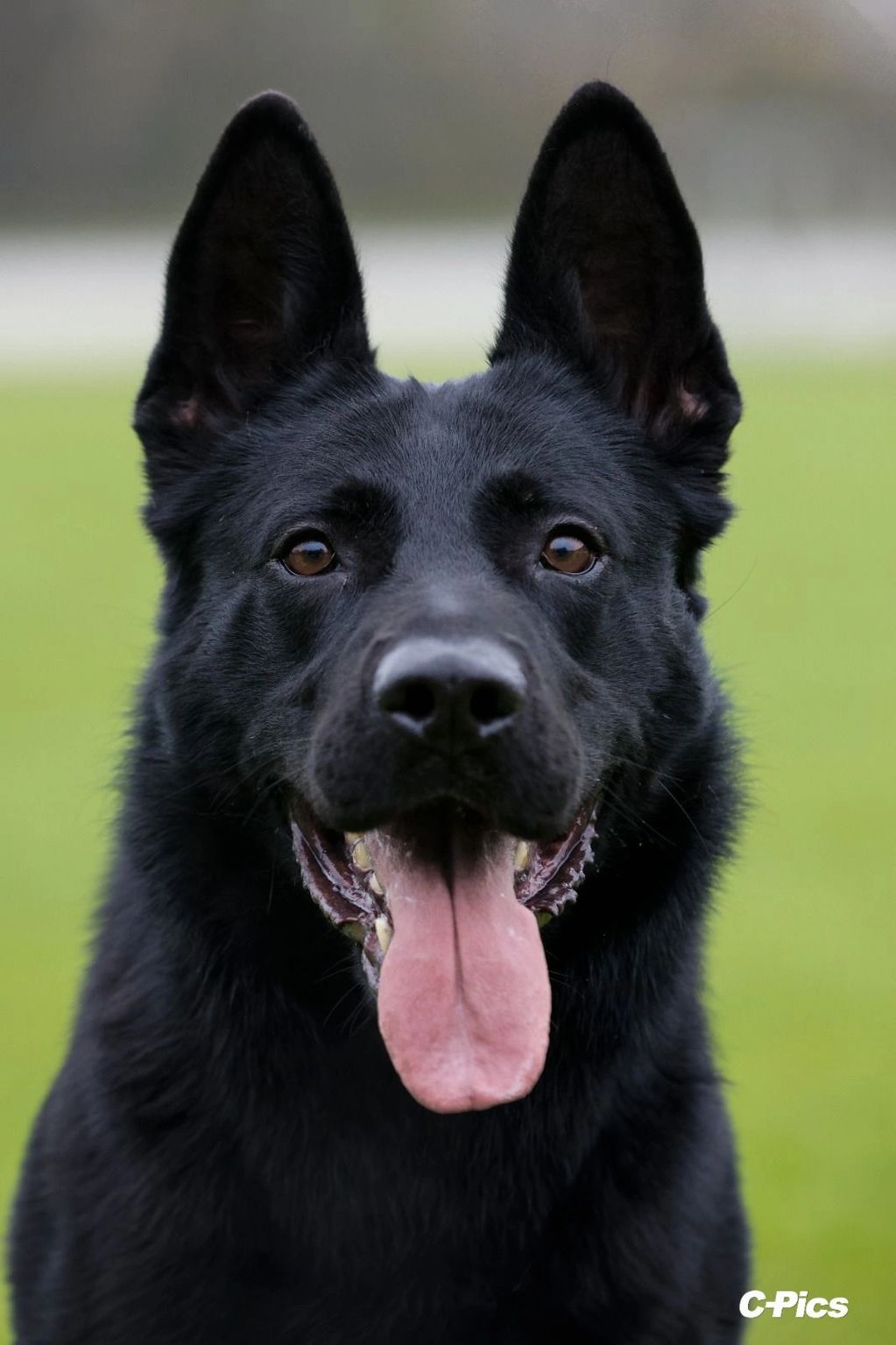 Close-up of a happy black German Shepherd dog with its tongue out.
