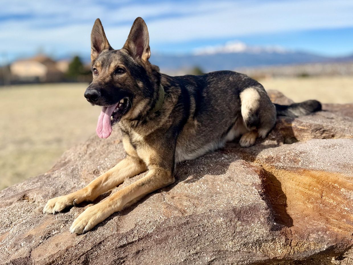 German Shepherd resting on a rock with tongue out on a sunny day.