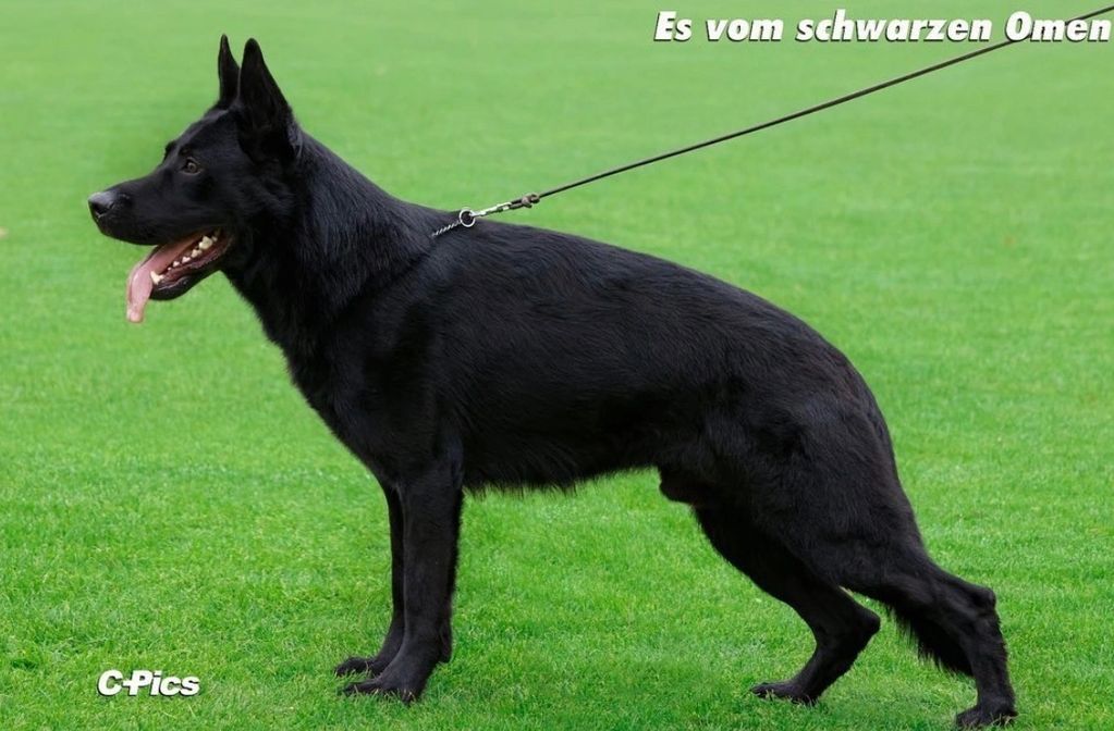 Es vom Schwarzen Omen

https://www.working-dog.com/dogs-details/6758807/Es-vom-schwarzen-Omen