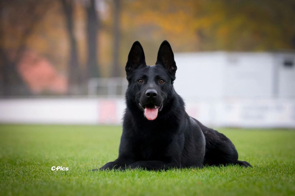 Black German Shepherd lying on grass with tongue out.