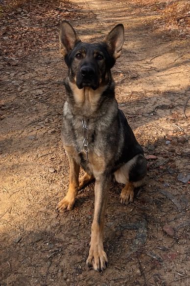 A German Shepherd sitting attentively on a dirt path.
