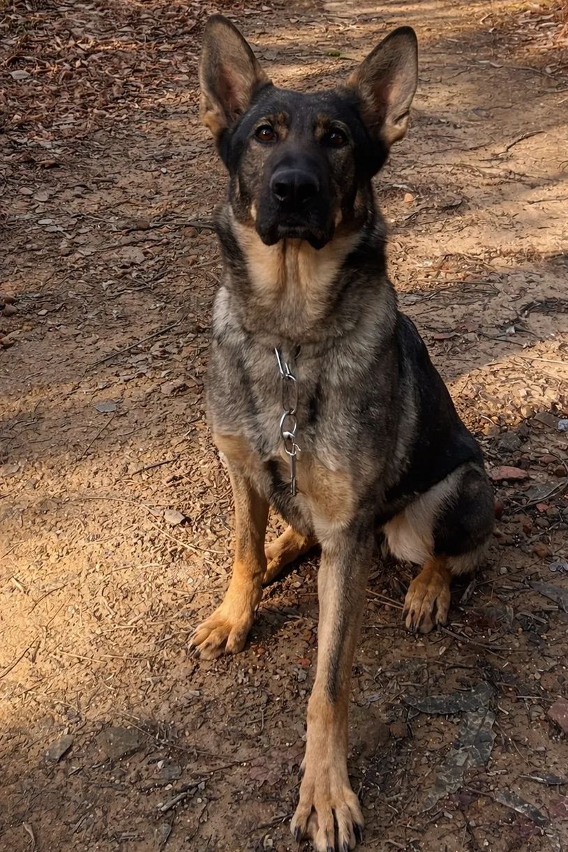 Alert German Shepherd sitting on a dirt path with a metal chain collar.