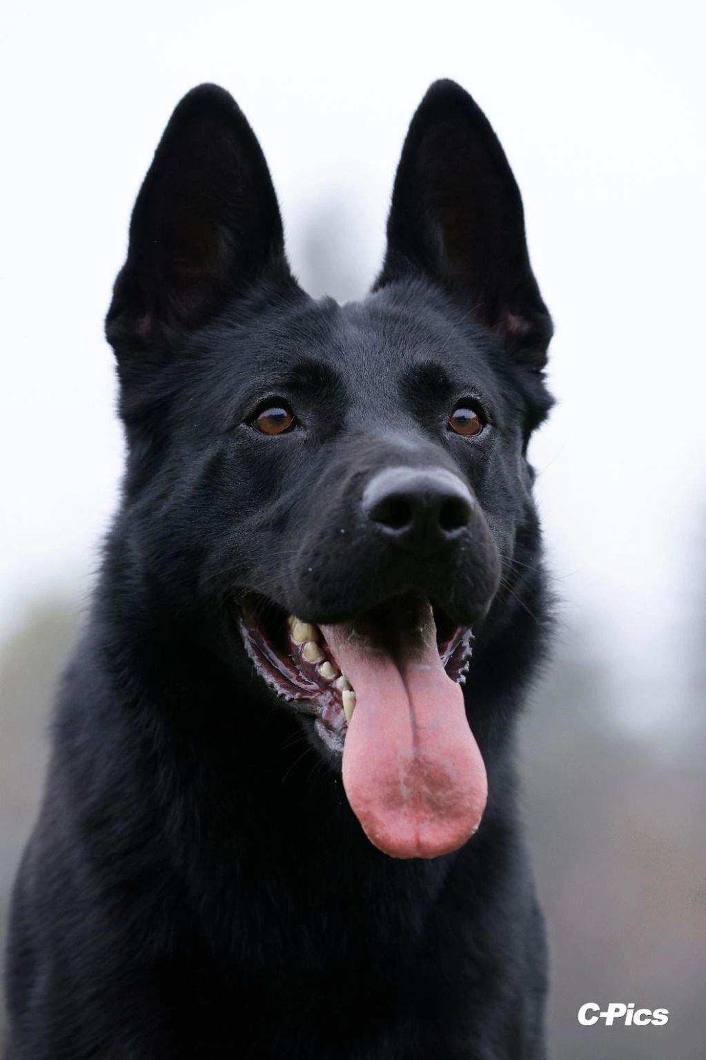 Close-up of a happy black German Shepherd with tongue out.