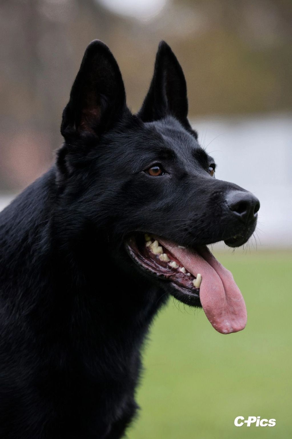 Close-up of a black German Shepherd with its tongue out.