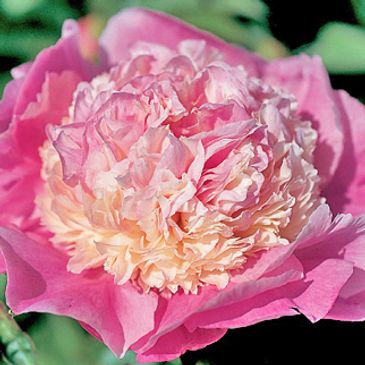 Close-up of a pink and white peony flower.