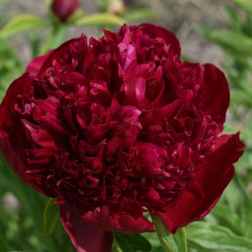 Deep red peony flower in bloom.