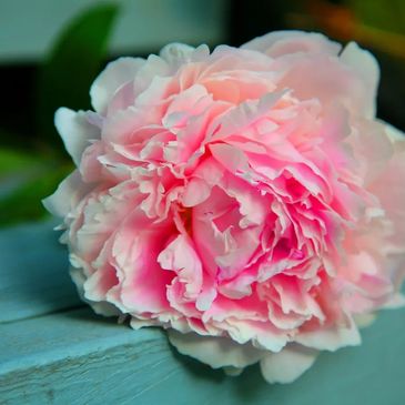 Close-up of a pink peony flower.