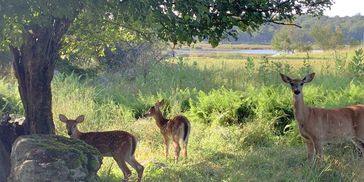 Deer family resting in a sunny meadow under trees.