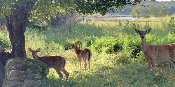 Deer family resting in a sunny meadow under trees.