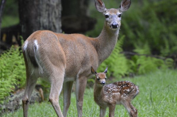 A doe and her fawn standing on grass.