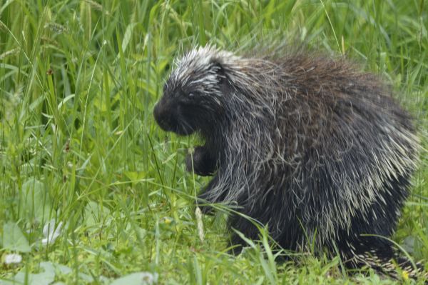 Porcupine walking in grassy area.