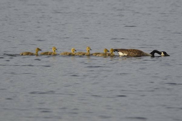 A goose swimming with seven goslings in a line.