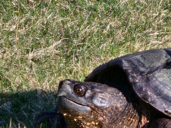Close-up of a turtle on grass.