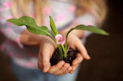 Hands holding a small plant with soil.