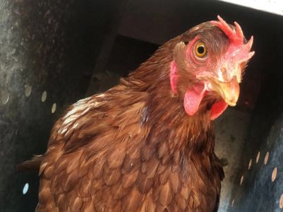 Close-up of a brown chicken with bright eyes inside a dark enclosure.