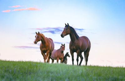 Three horses standing on a grassy hill at sunset.