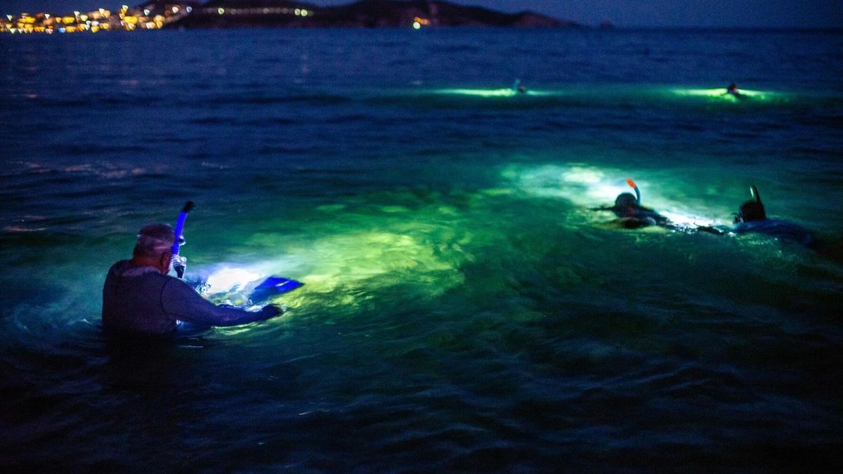 Guided Night Snorkeling in Roatan