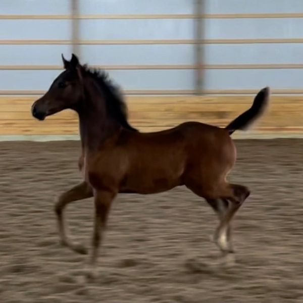 Psax All Knight/Noah
Psax X Knight Movez
Dark Bay Half-Arabian Gelding