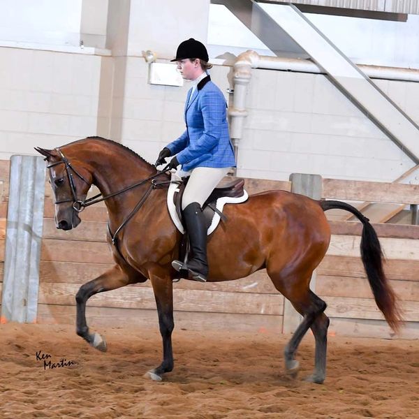 Tribeca Knights/Tilly
Trident CBA X Knight Movez
Bay Half-Arabian Mare