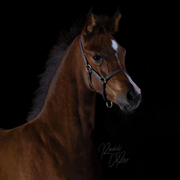 Center of Aattention/Penelope
Aafanazi SF X WC Center Stage
Bay Half-Arabian Filly