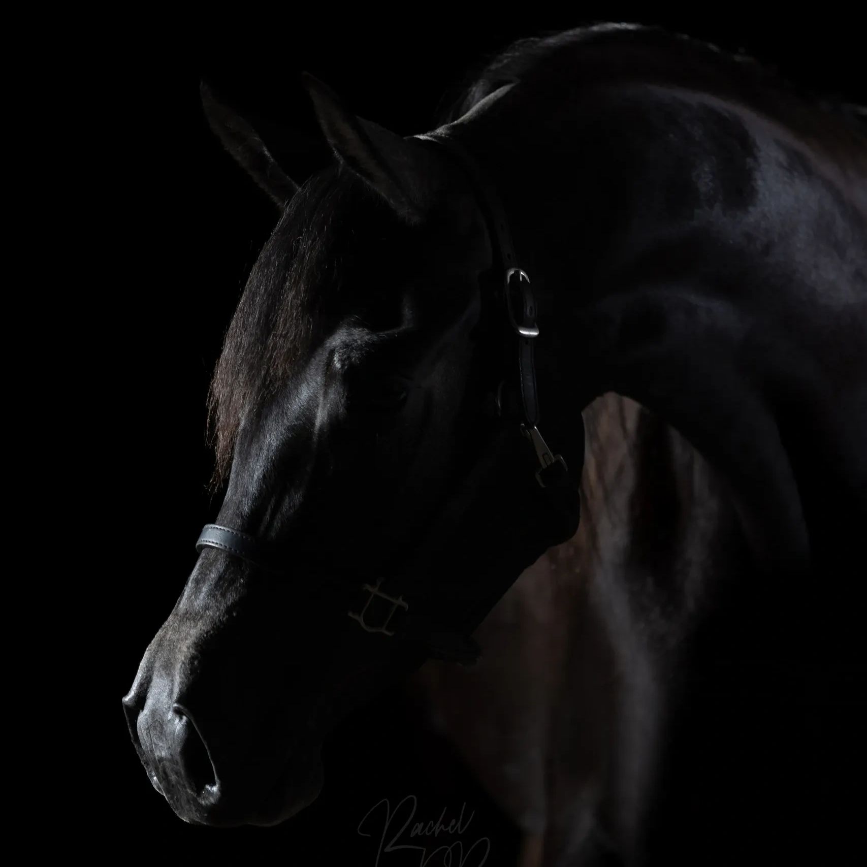 Arabian horse in front of a black background, looking to the left