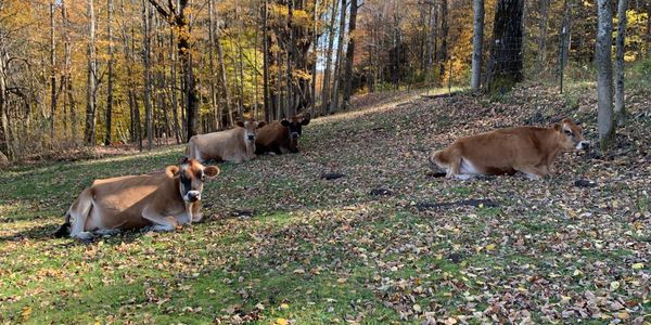 Jersey cows laying down in autumn.