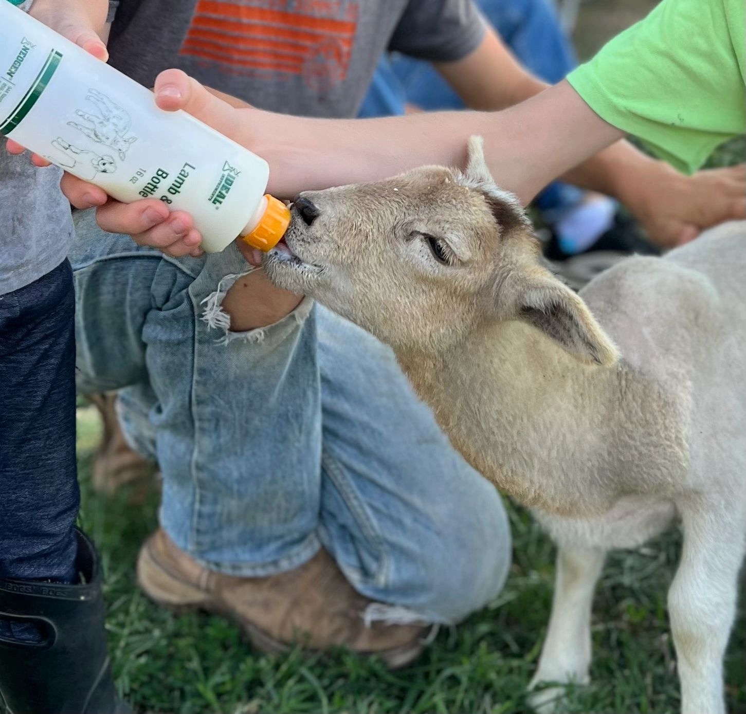 Experience the wonder of farm animals at our FREE petting zoo