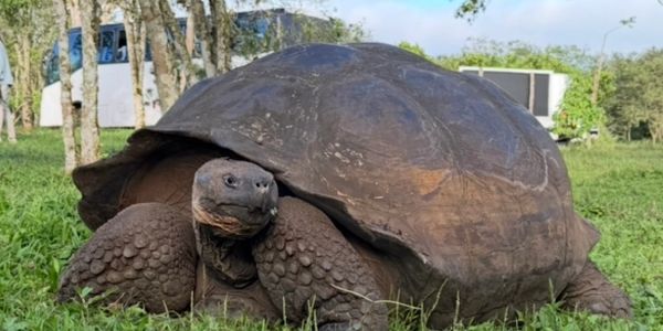 A large tortoise on grass with trees and a bus in the background.