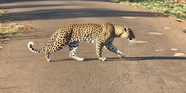 Leopard walking on a paved road.