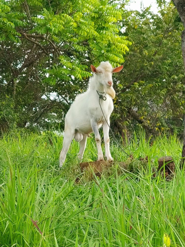 Cabro joven puro Saanen en un entorno natural en la Granja