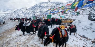 6 days 5 nights Sikkim trip by travelbhakt