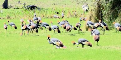A flock of crowned cranes feeding in a green field.