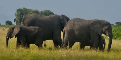 A group of elephants walking through a grassy field.