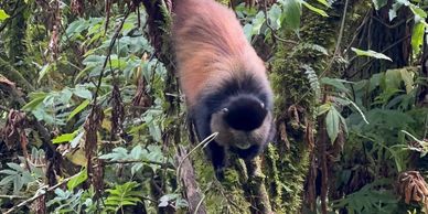 A red and black monkey climbing down a mossy tree in a dense forest.