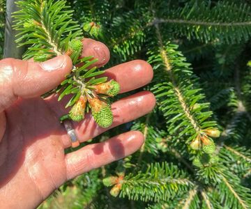 Fresh buds on a frasier fir christmas tree