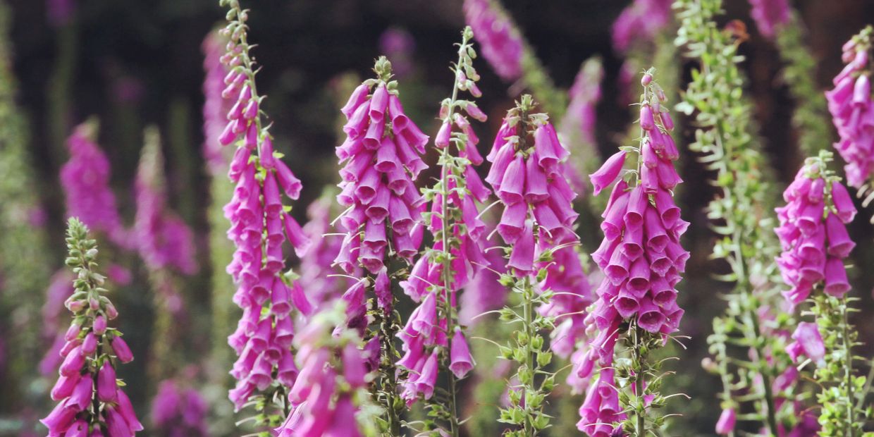 Close-up of vibrant pink foxglove flowers in bloom.