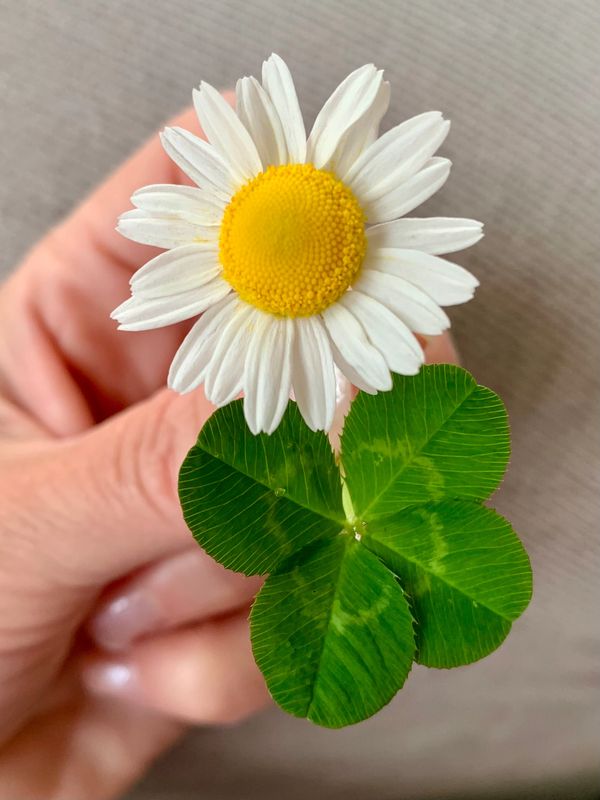 Hand holding a white daisy with a yellow center and a four-leaf clover.