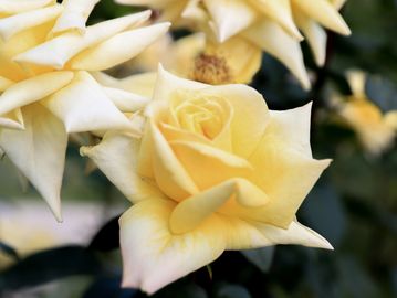 Several white rose flowers