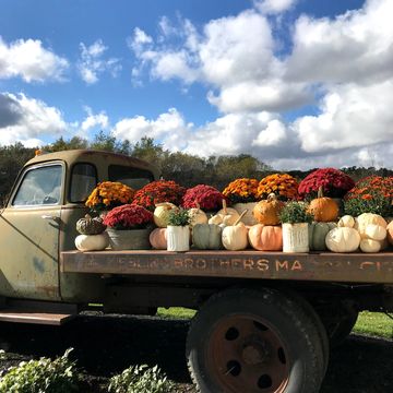 Old pickup truck that has red and orange flowers and white and orange pumpkins on the back trailer.