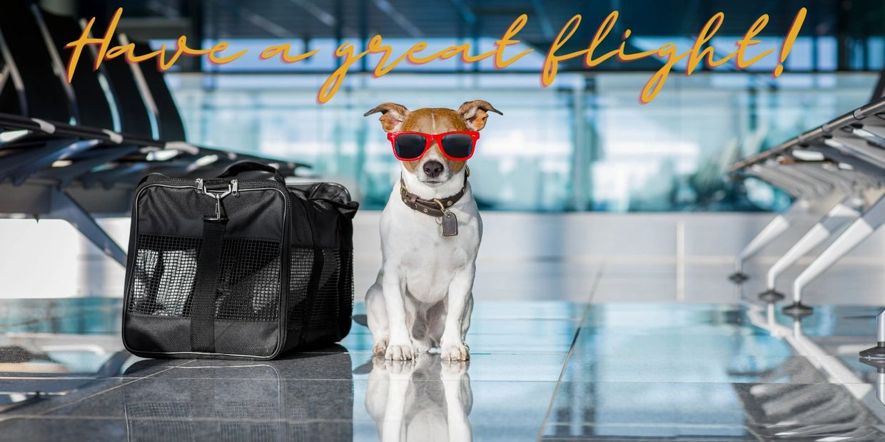 Pet Travel Certificates