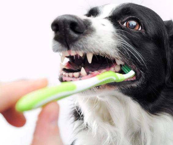 annual visit for a veterinary dental cleaning 