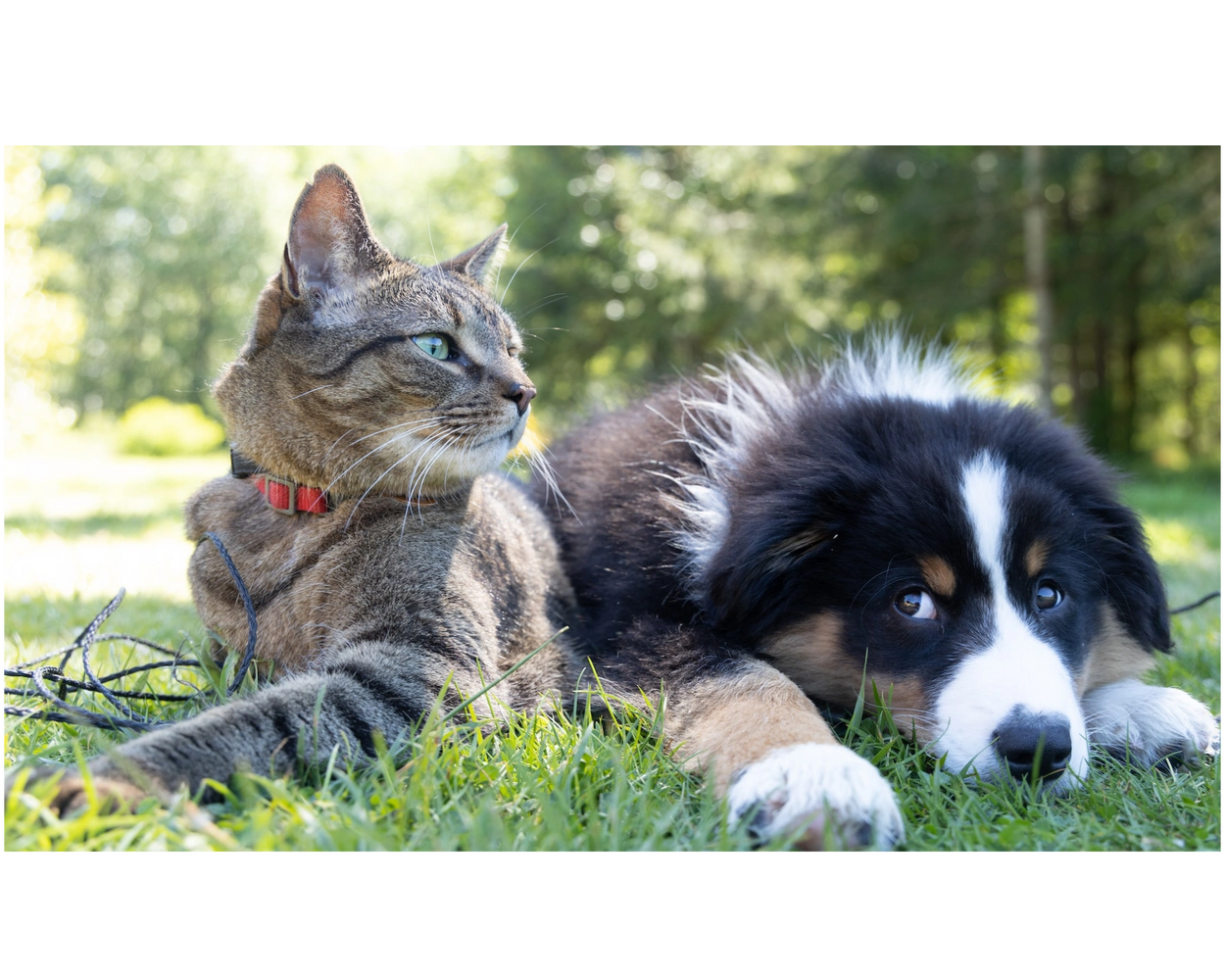 #dogs #cats #preventivecare #veterinarian
#petcare #BookOnline 
#HealthierPetVeterinaryCare
