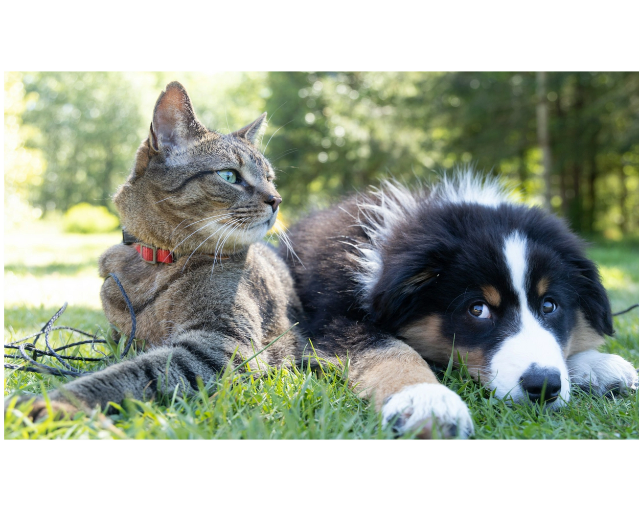 #dogs #cats #preventivecare #veterinarian
#petcare #BookOnline 
#HealthierPetVeterinaryCare

