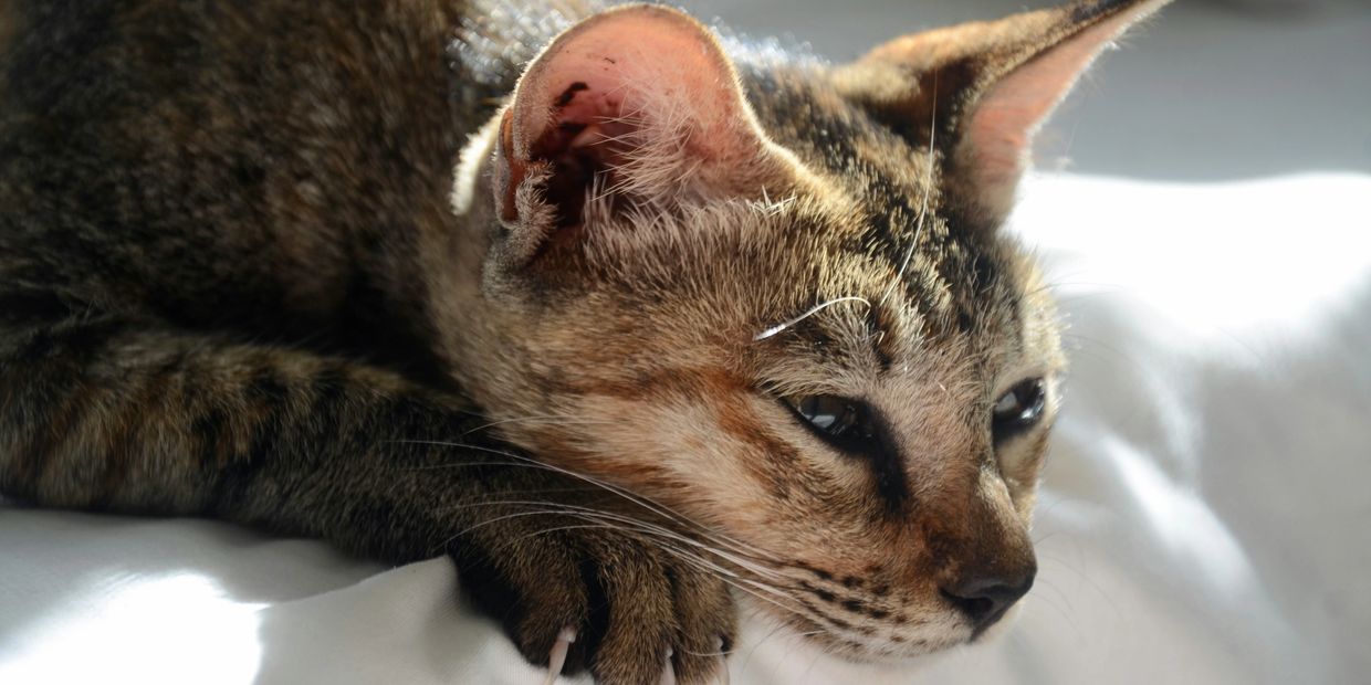 Close-up of a tabby cat resting with claws visible on white bedding.